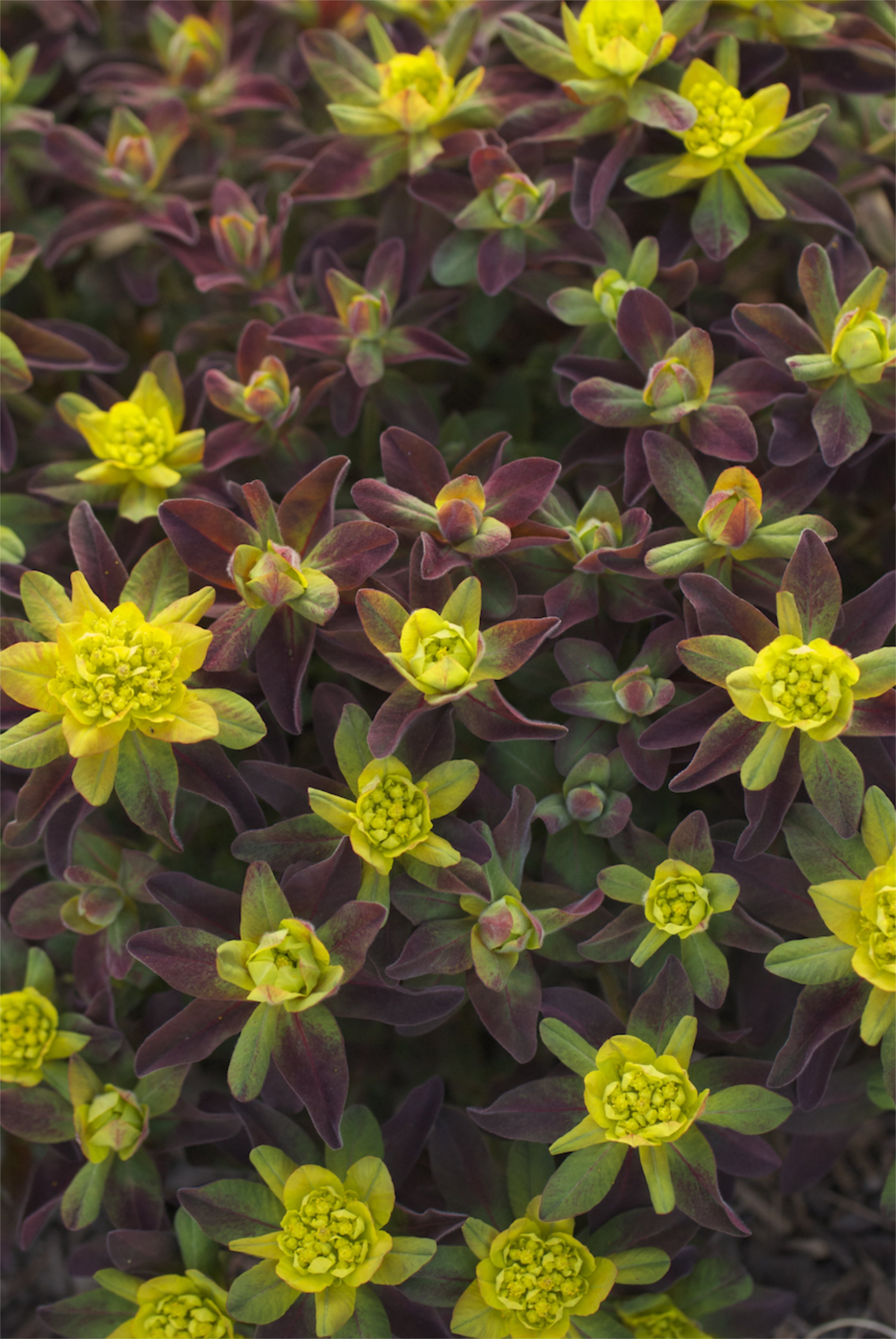 Euphorbia polychroma 'Bonfire'